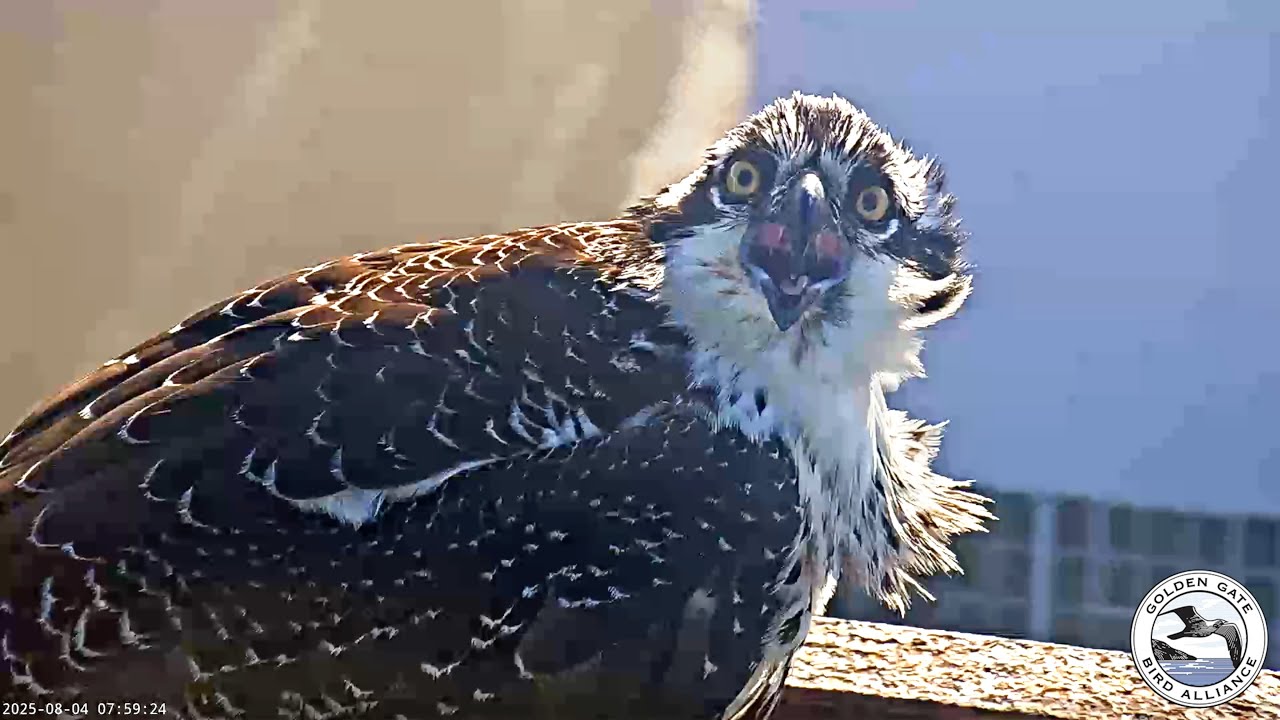 A very loud juvenile | Aug 4, 2025