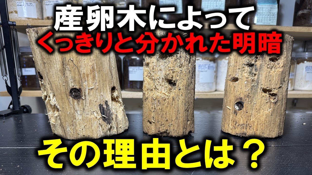 クワガタがなぜある産卵木に集中して産んだのか？理由を解説します！