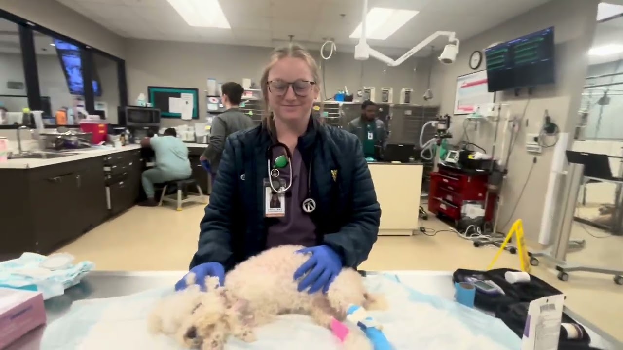 Working at CARE: ICU Vet Tech