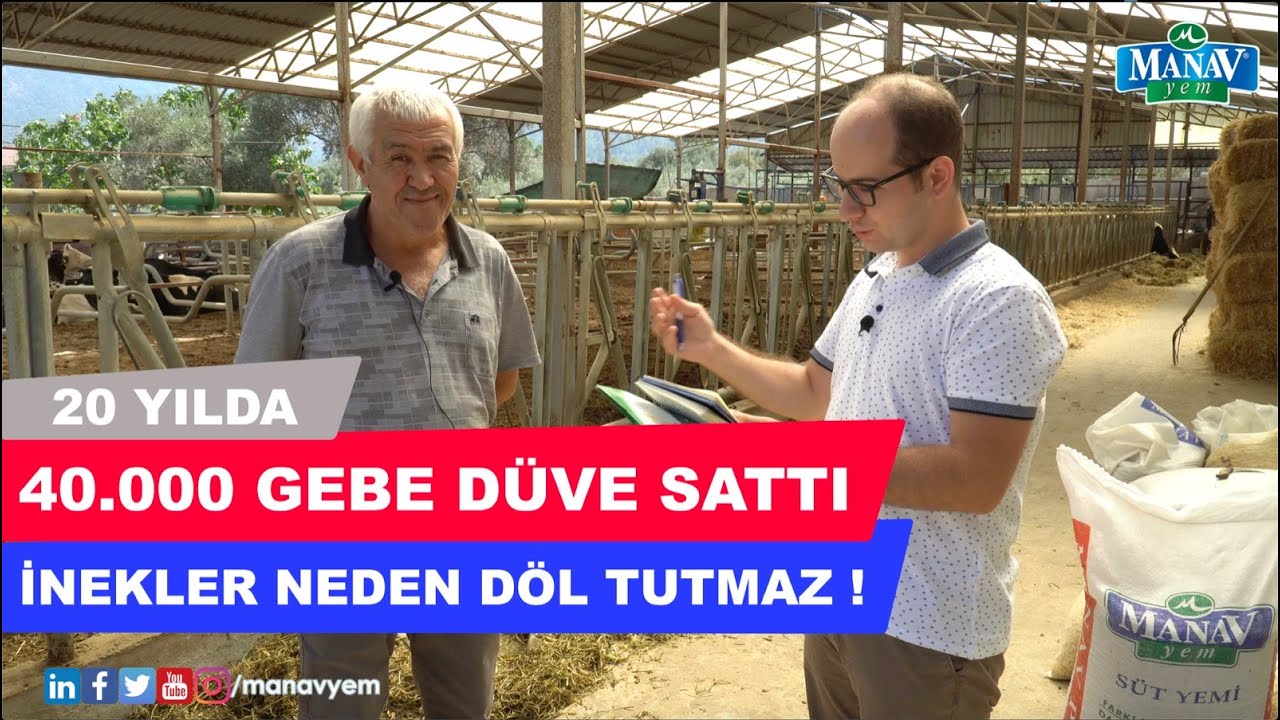 20 Yılda 40.000 Gebe Düve Sattı I İnekler Neden Döl Tutmaz?