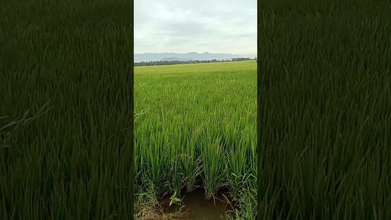 Agriculture in cinnamanur.