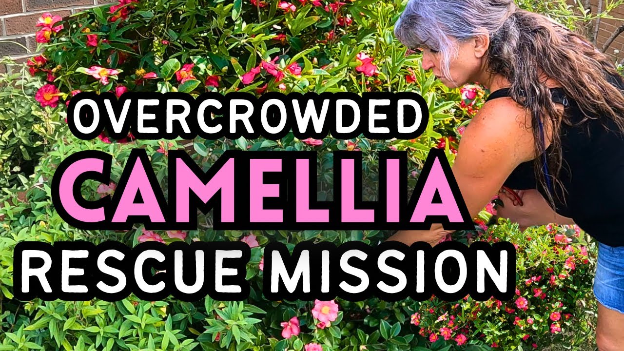 Saving Camellia Against Garden Takeovers