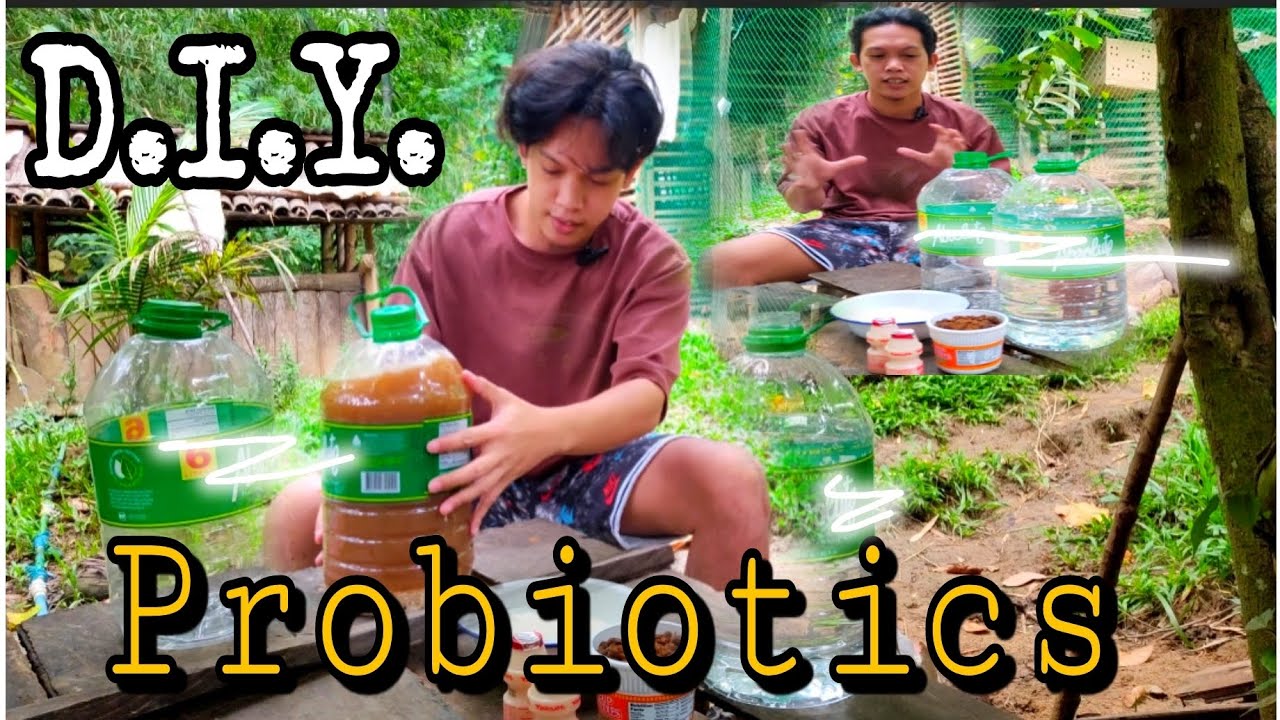 Ep.14 Paano Gumawa ng PROBIOTICS ( D.I.Y ) Para sa mga ALAGANG MANOK? #youtube