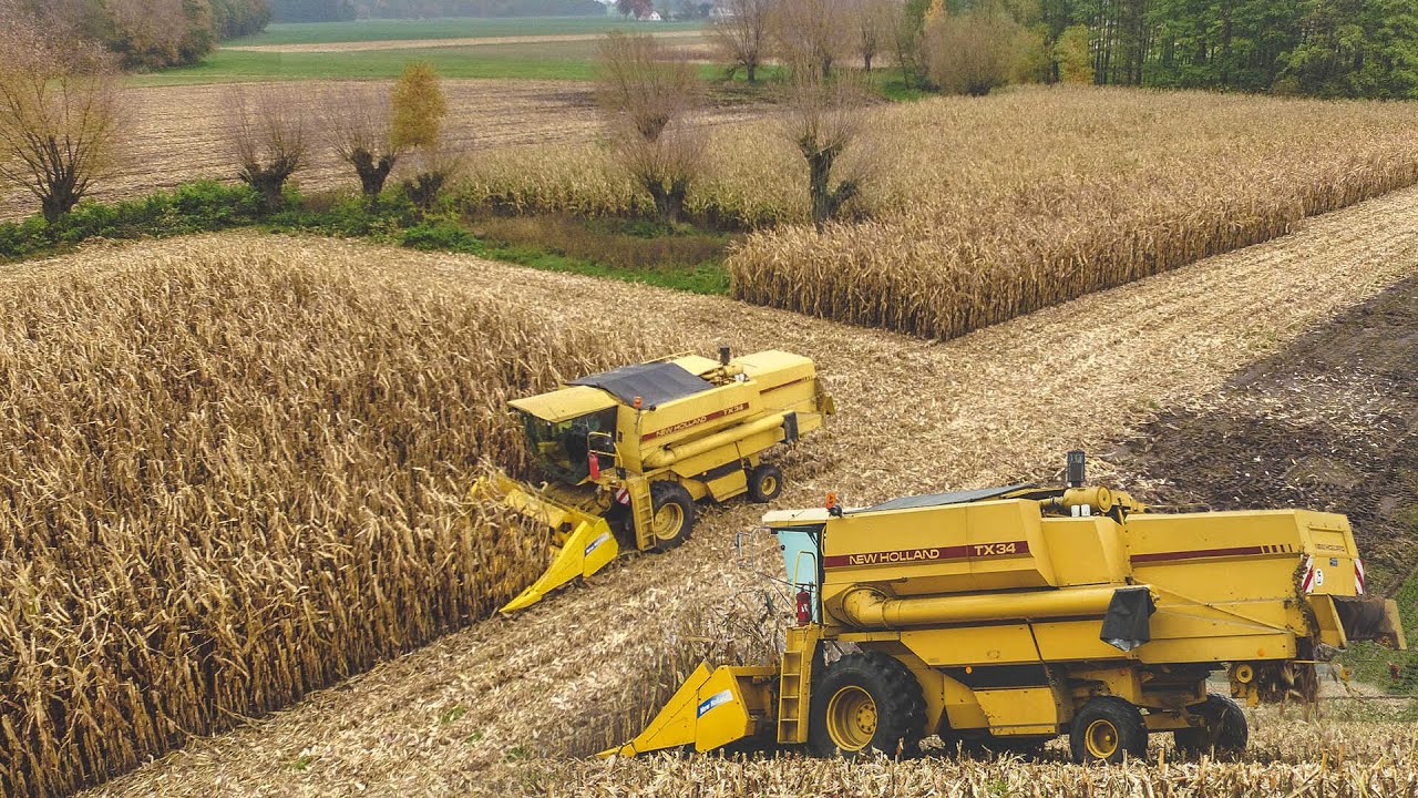 Zbiór Kukurydzy na Ziarno 2020!🌽 - New Holland TX34