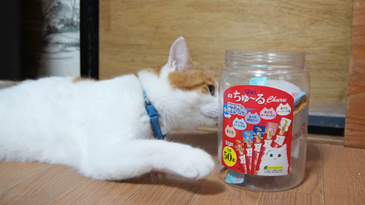 ちろちゅーる　241217