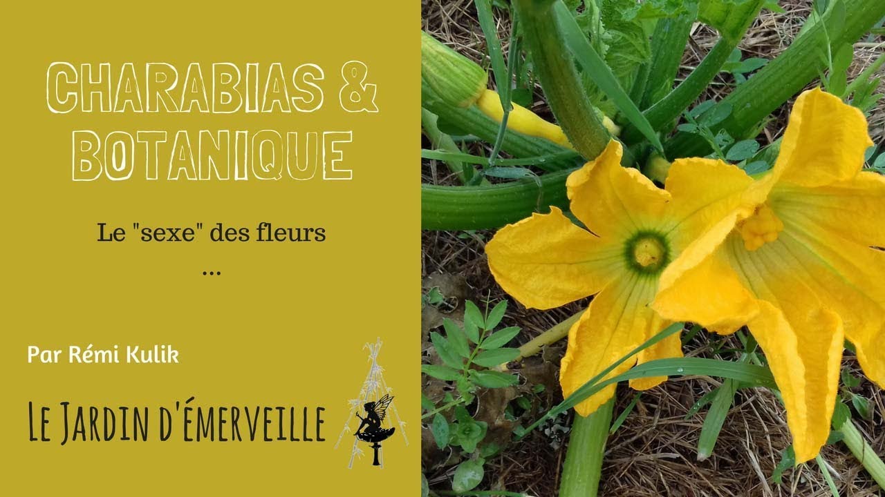 Charabia et botanique : Hermaphrodisme, monoécie et dioécie