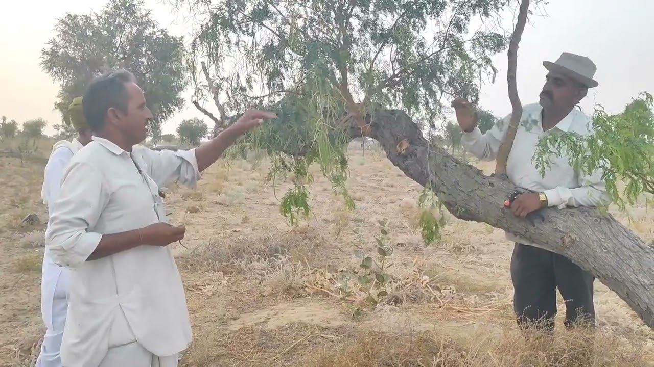 शिव थार शोभा खेजड़ी कि कल्म देखणे आये प्रगतिशील किसान