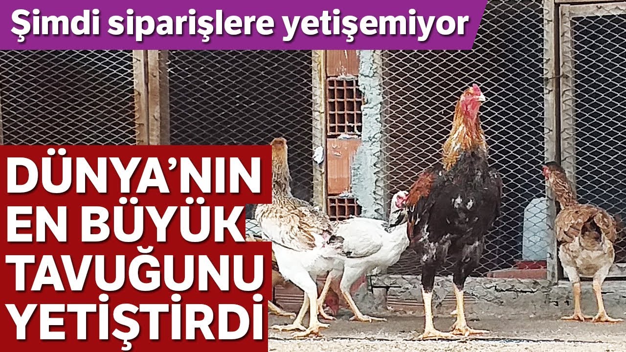 Dünyanın En Büyük Tavuğunu Yetiştirdi, Siparişlere Yetişemiyor!