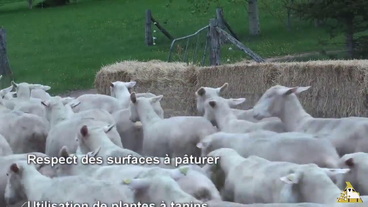 Gestion des parasites internes et externes