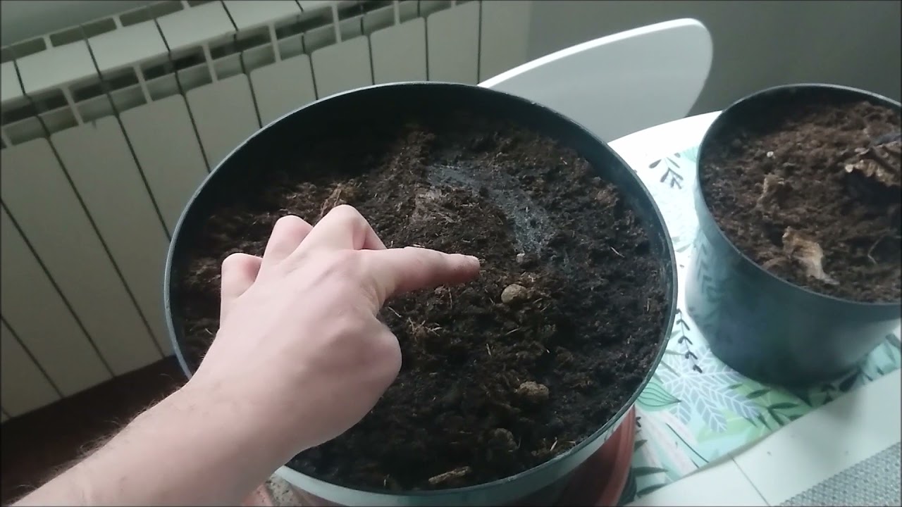 Bananowiec Ensete Maurelii na dzień obecny.