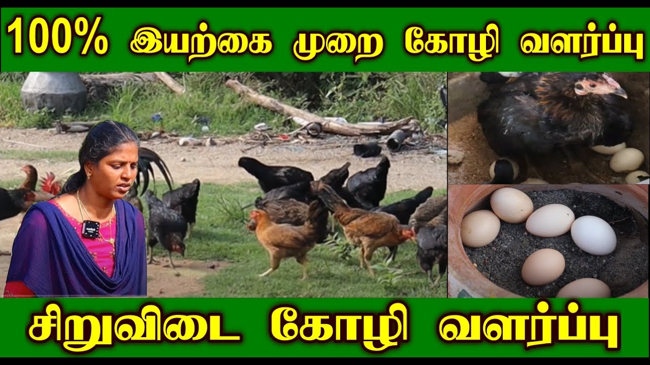சிறுவிடை கோழி வளர்ப்பு |100% இயற்கை முறை வளர்ப்பு |அசத்தும் பெண்மணி | Pure Country Chicken Farm