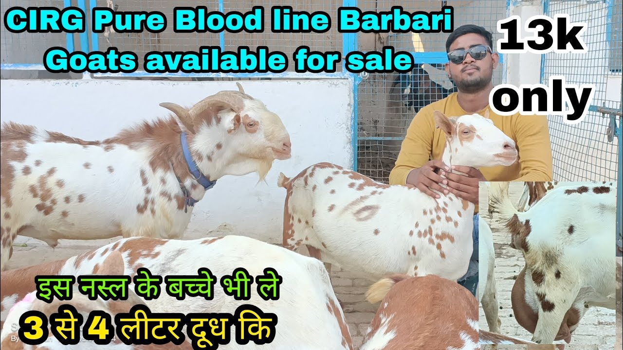 CIRG Pure Blood line Barbari Goats available for sale