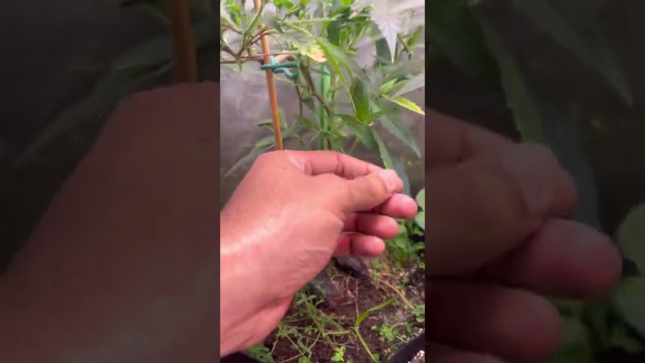 Peanut butter breath | Why-u-jelly | Cherrygasm Veg Week 6 Organic living soil