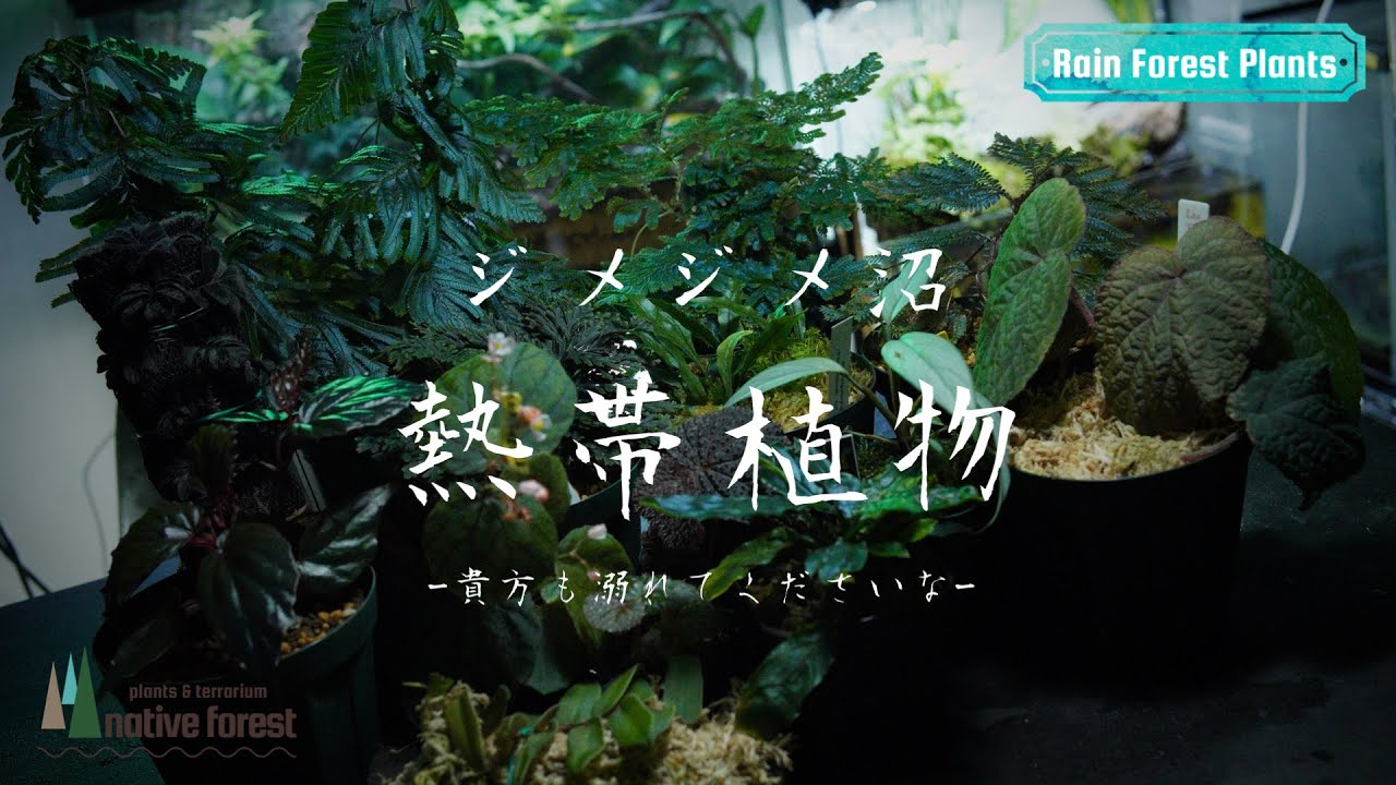 【熱帯植物】約１００種類の中から今アツい