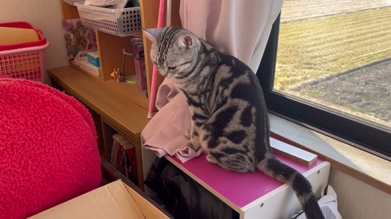 毎日のルーティン。部屋のパトロールじゃない箱のパトロール