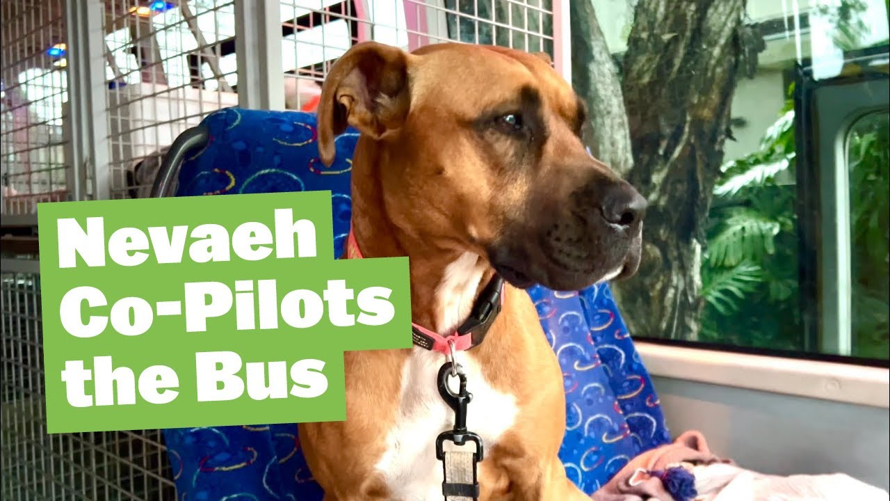 Nevaeh Co-Pilots the Bus Trip into the City | The pack help Chance with Training #americanbulldog