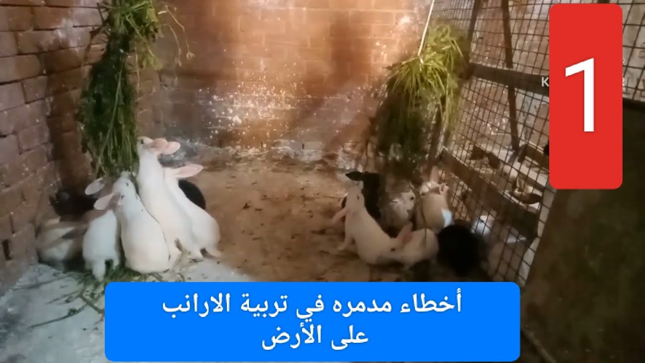 اخطاء مدمره فى تربية الارانب على الارض(خلى بالك من الارانب بتاعتك)