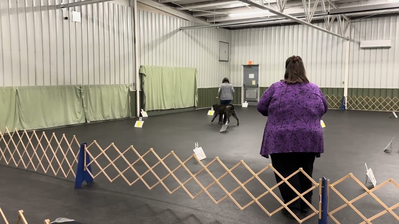 Stella Rally Toledo Kennel Club 2/28/2026