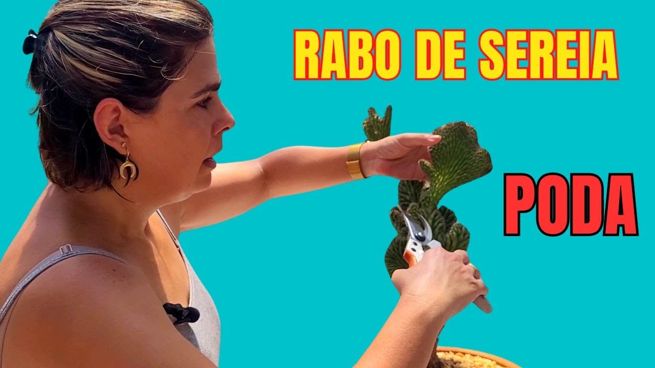 Como podar rabo de serei/Suculentas