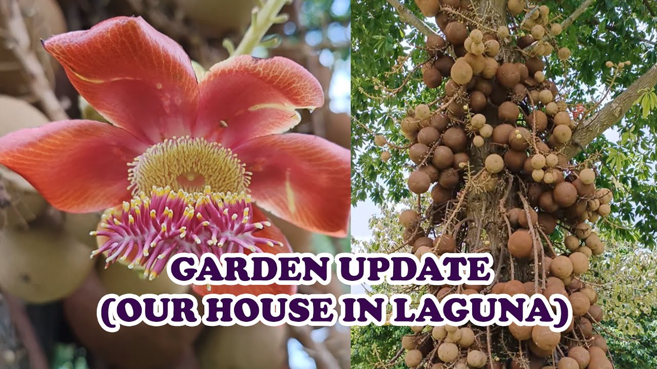 GARDEN UPDATE - LAGUNA HOUSE