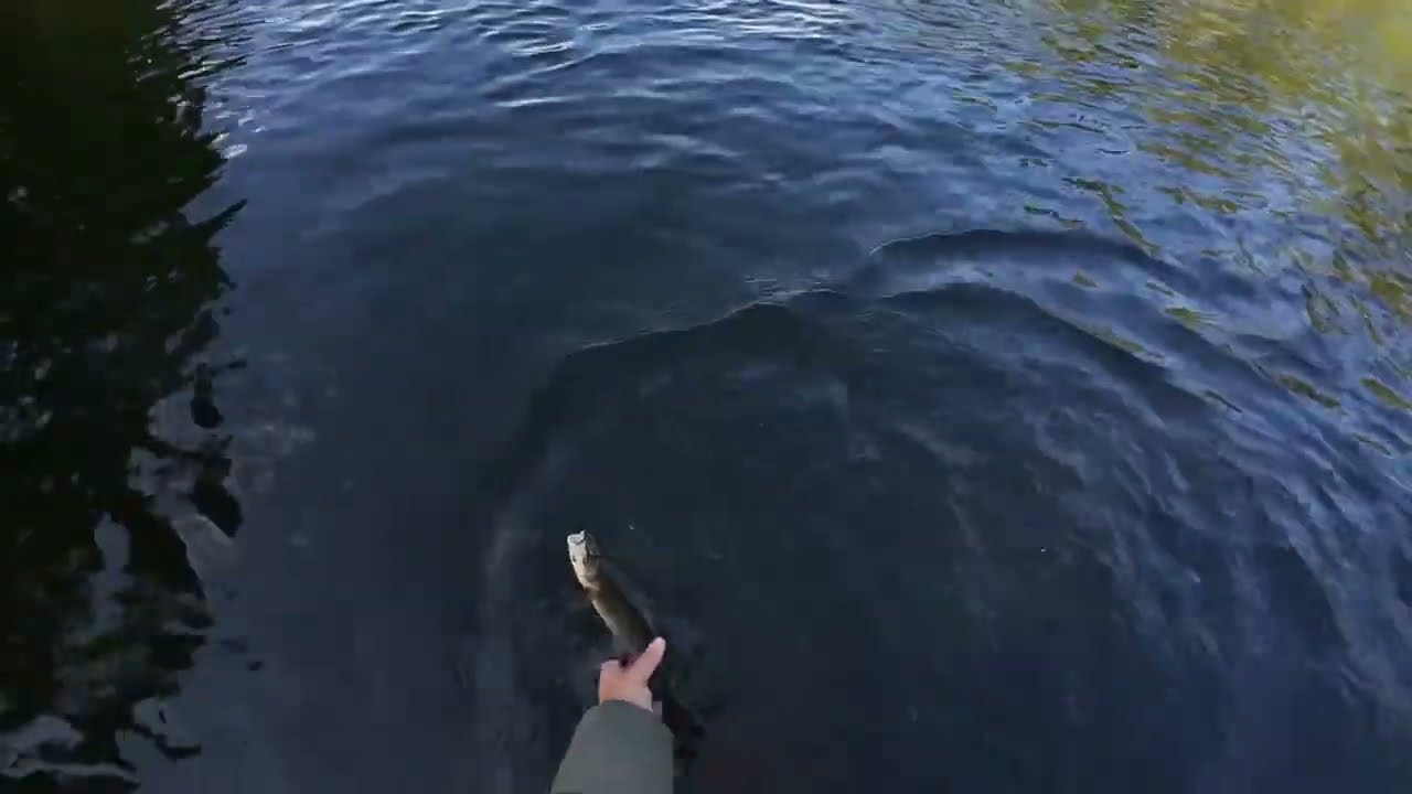 Flugfiske i Byskeälven 2025 08 08