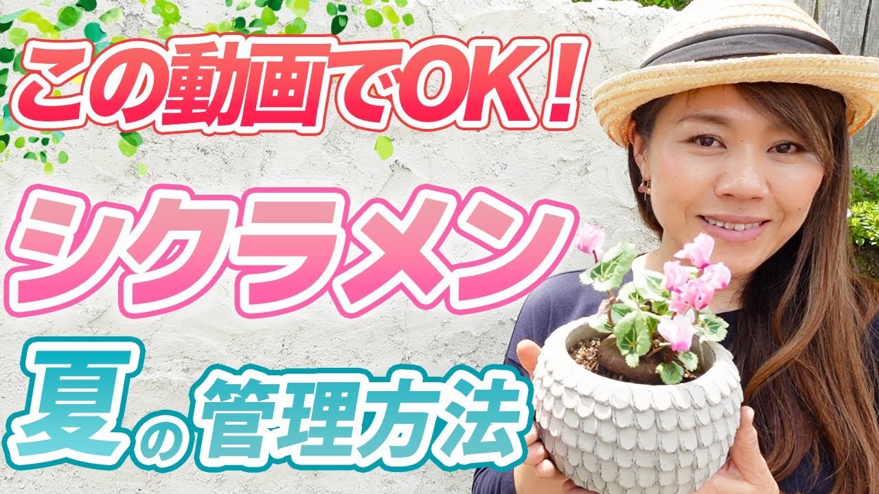 【最新版!!夏越しもこれで解決!!】シクラメンを長く楽しむ方法を教えます♪【初心者向け】【ガーデニング】【園芸チャンネル】