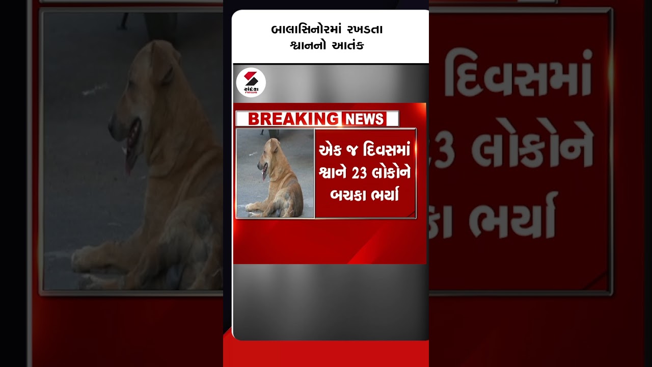 Balasinorમાં રખડતા શ્વાનનો આતંક