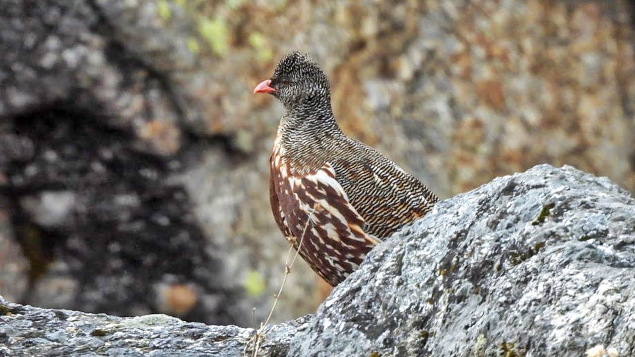 Snow Partridge l Munsiyari Uttarakhand l Nikon Coolpix P950 