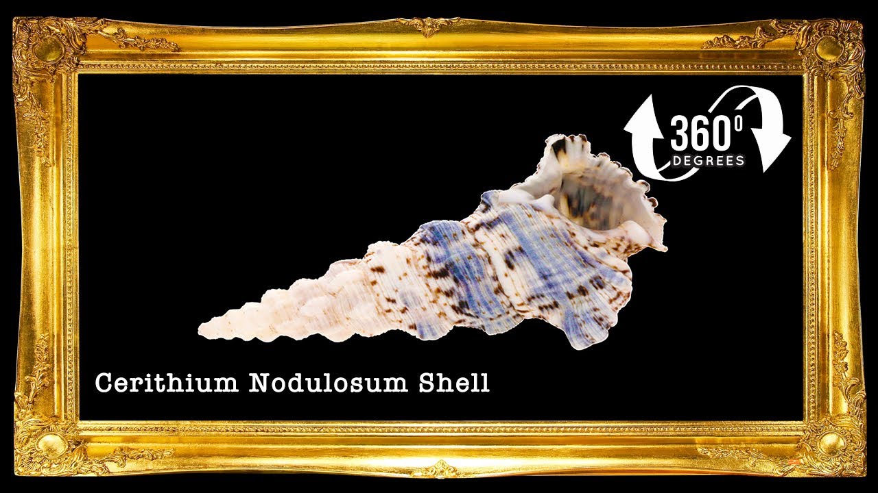 SEASHELLS : Giant Knobbed Cerith | Cerithium Nodulosum Sea shells [360° Video]