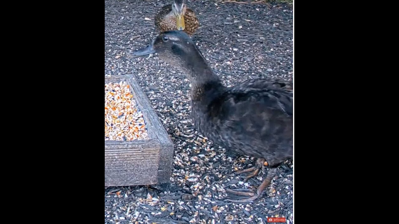 Mysterious Black Duck at BWHQ