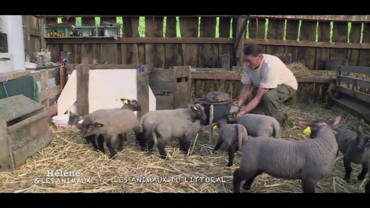 François et son élevage de mouton de pré-salé au Mont-Saint-Michel