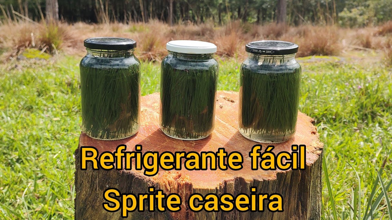 Refrigerante de pinheiro | Sprite de folhas de pinheiro FÁCIL DE FAZER 
