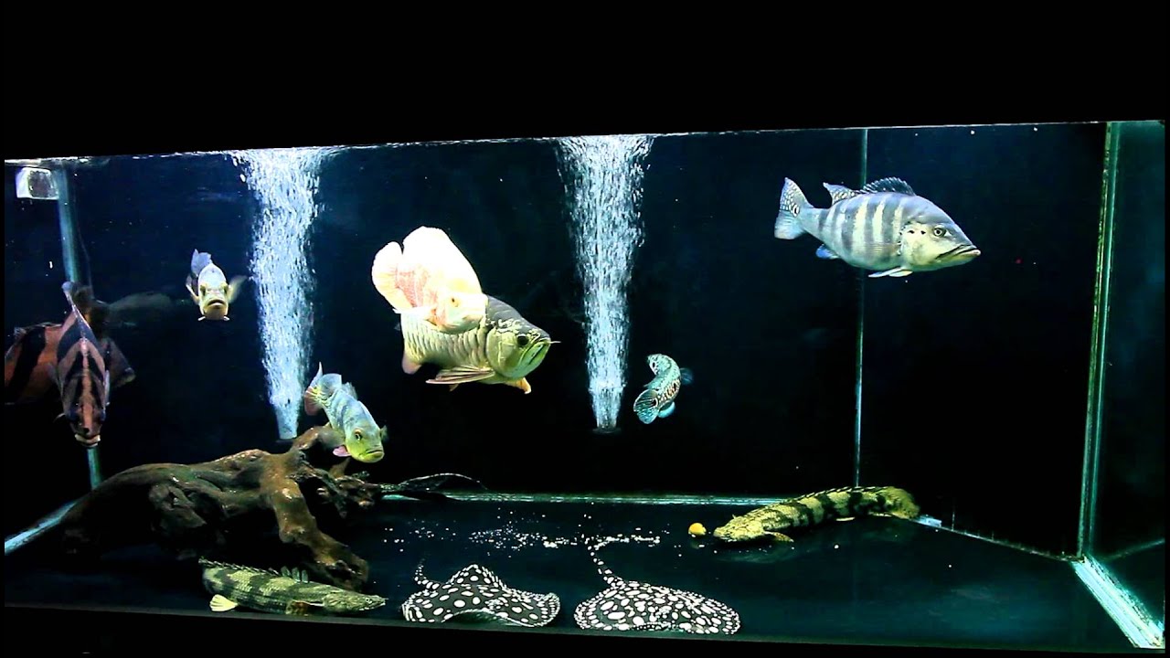 Big Fish Tank July 2011