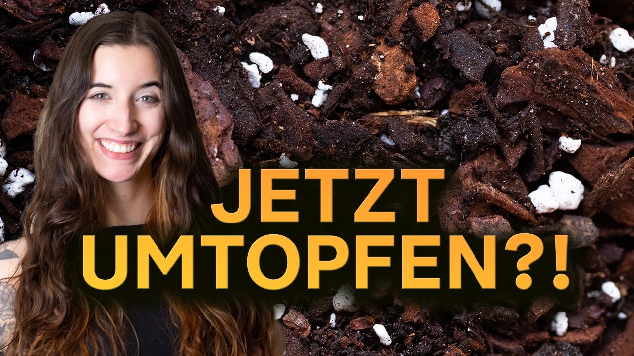 Wann muss man Zimmerpflanzen umtopfen? 🌱 Häufige Fehler & klare Zeichen