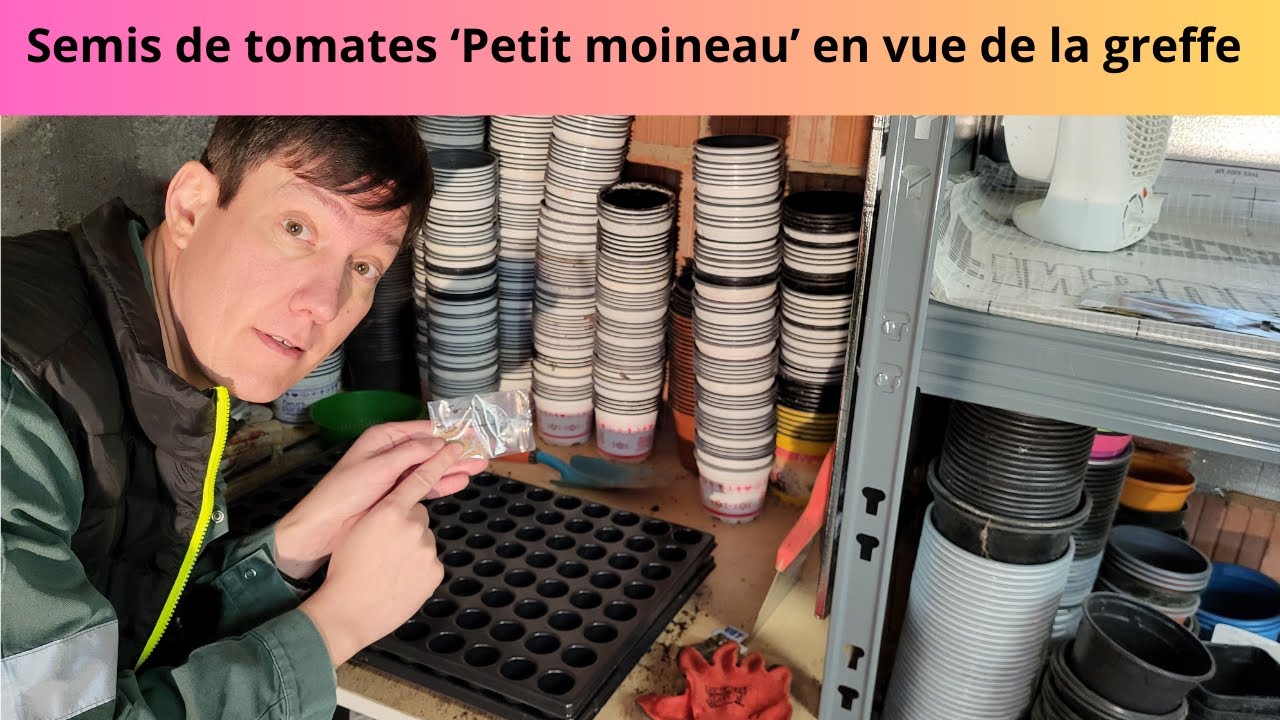 Semis de tomates 'Petit Moineau' en vue de la greffe
