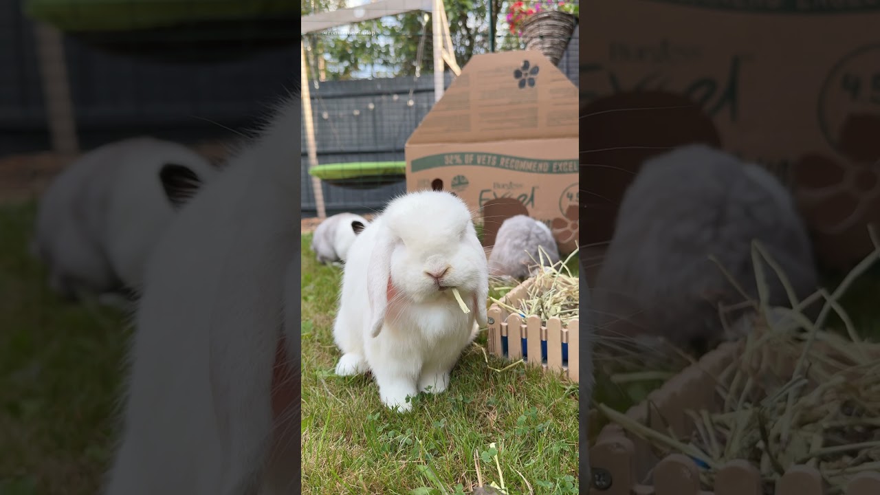 DIY Bunny Hidey House | Rabbit Care | Rabbit Toys