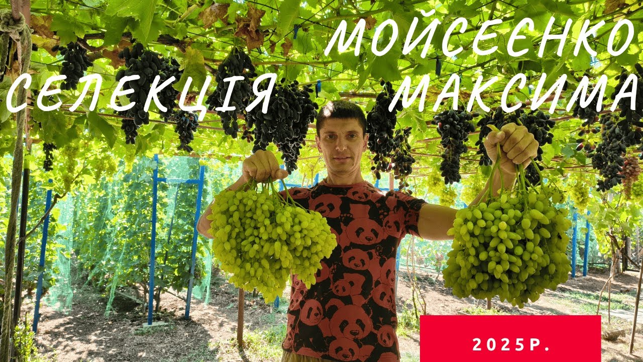 Селекция Мойсеенко Максима 2025г.