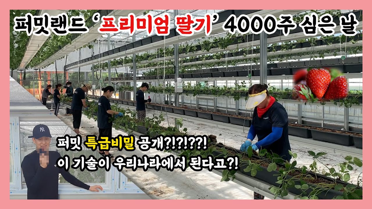 [퍼밋] 퍼밋 직원들과 함께한 딸기 4000주를 심기!  퍼밋의 초특급 비밀 기술까지 공개???!!