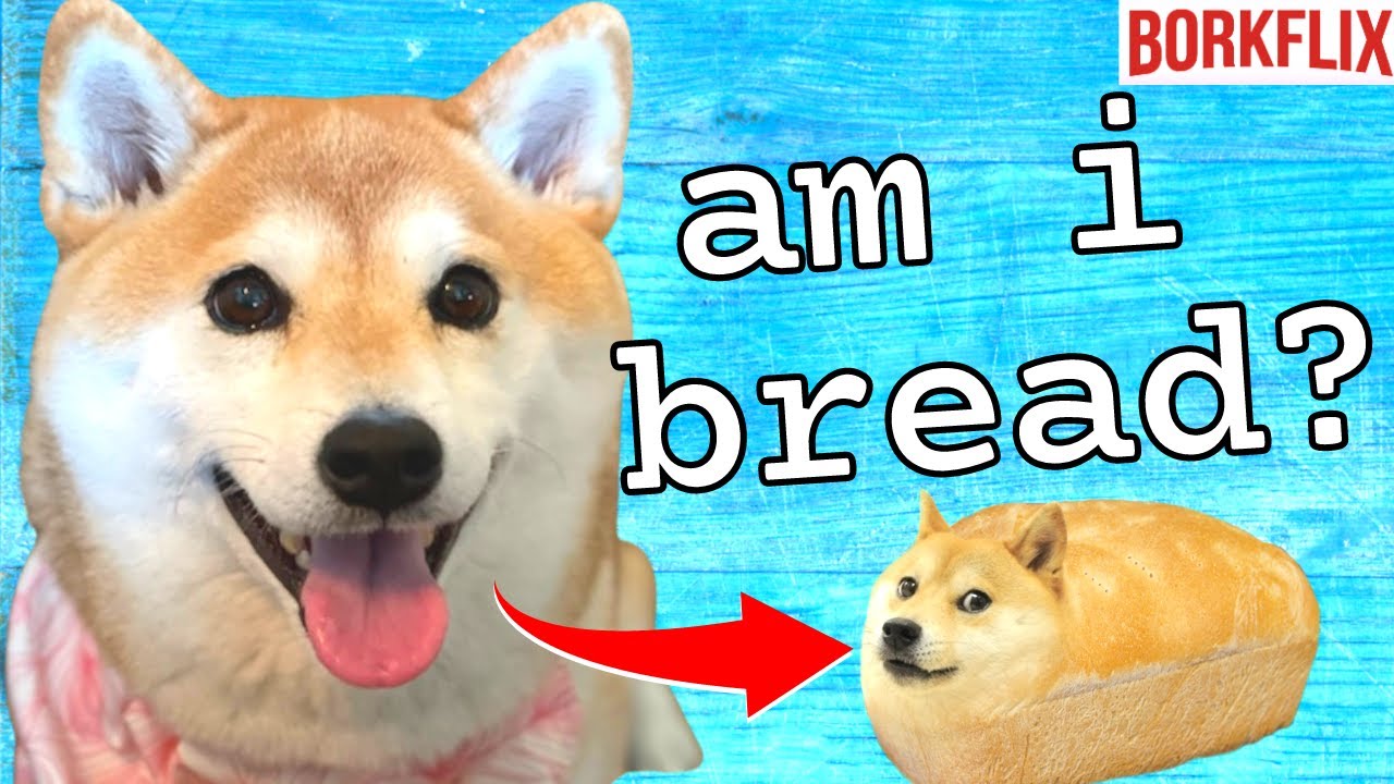 My DOG identifies as a LOAF OF BREAD?! 🍞 Borkflix Dogumentary