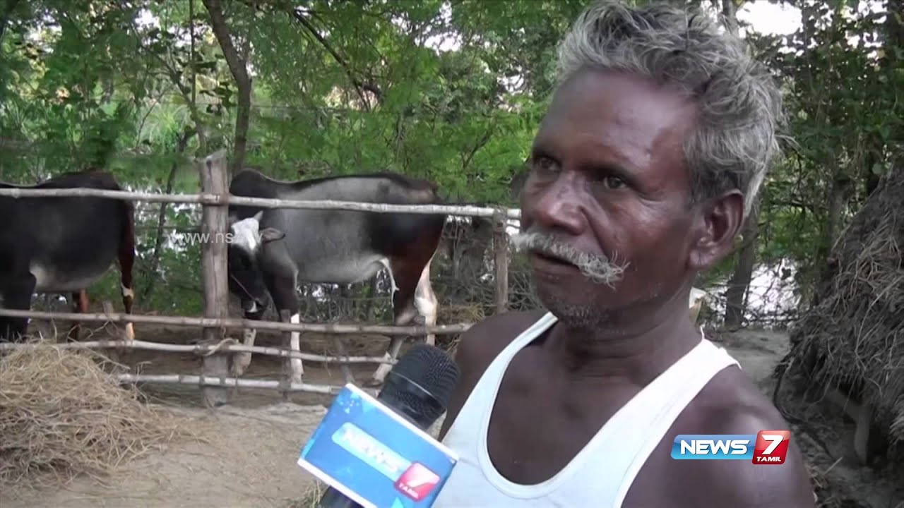 Umbalacherry breed bulls become rare