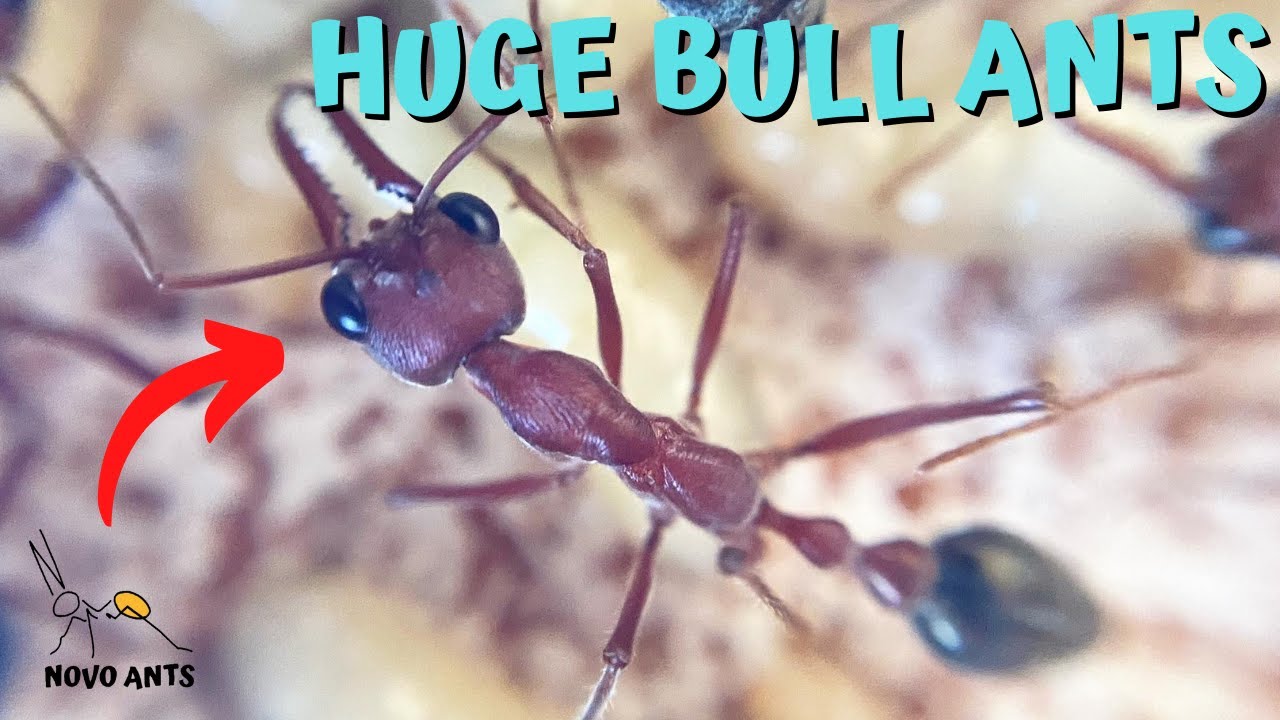 Bull ant colony - Myrmecia brevinoda - Ant Keeping