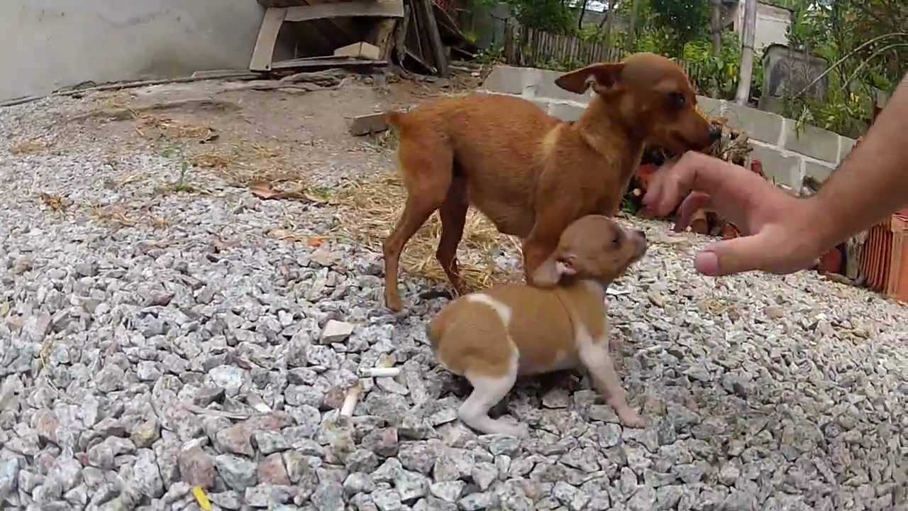 Filhotes de pinscher com um mês e meio de vida