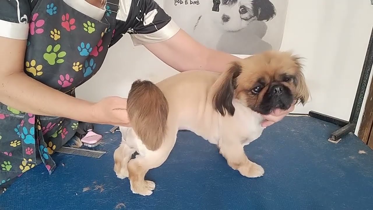 Pekinese makeover. How to trim dog for summer