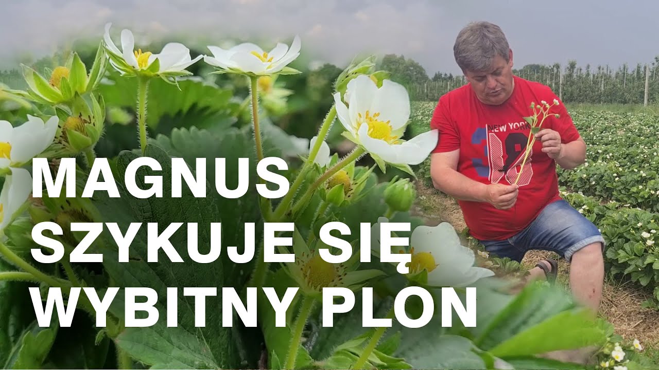 Szykuje się wybitny plon - Truskawka odmiana Magnus
