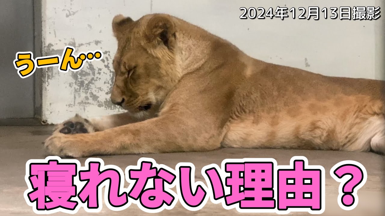 《釧路市動物園ライオン》フウ寝れない⁉︎うーん、どうして？フウ、アキラ、ゆうひの寝顔をお披露目💨怖いー！旭山オリトファミリー娘vol601/Why can't you sleep?Lion Fuu