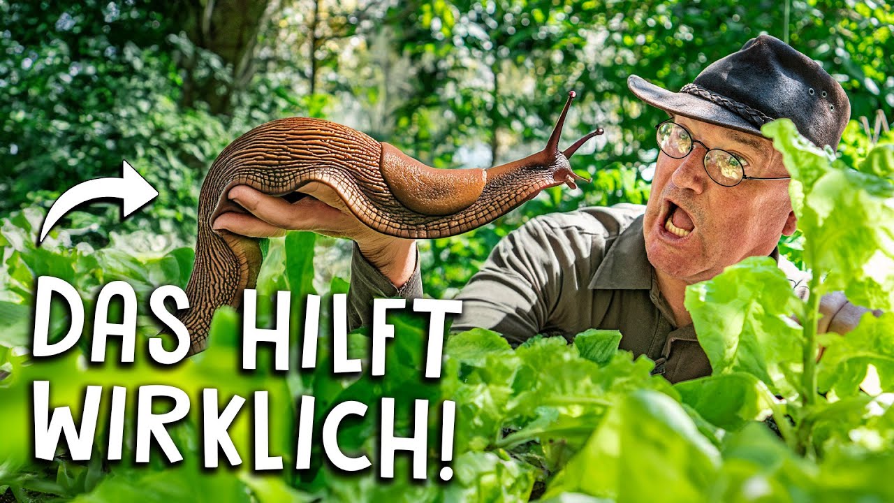 Schnecken im Garten bekämpfen 🐌 - Kennst du diese 5 Methoden?