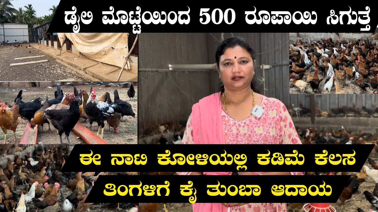 ಈ ನಾಟಿ ಕೋಳಿಯಲ್ಲಿ ಕಡಿಮೆ ಕೆಲಸ ಪ್ರತಿ ತಿಂಗಳು ಕೈ ತುಂಬಾ ಆದಾಯ | Natikoli farming by lady