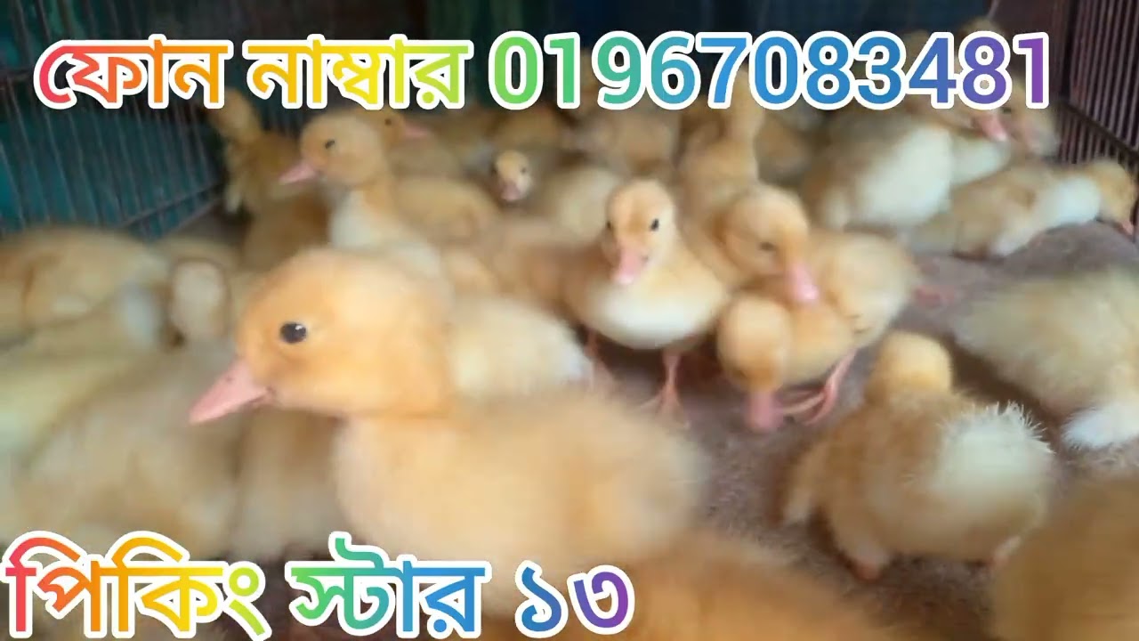 অরজিনাল পিকিং স্টার 13