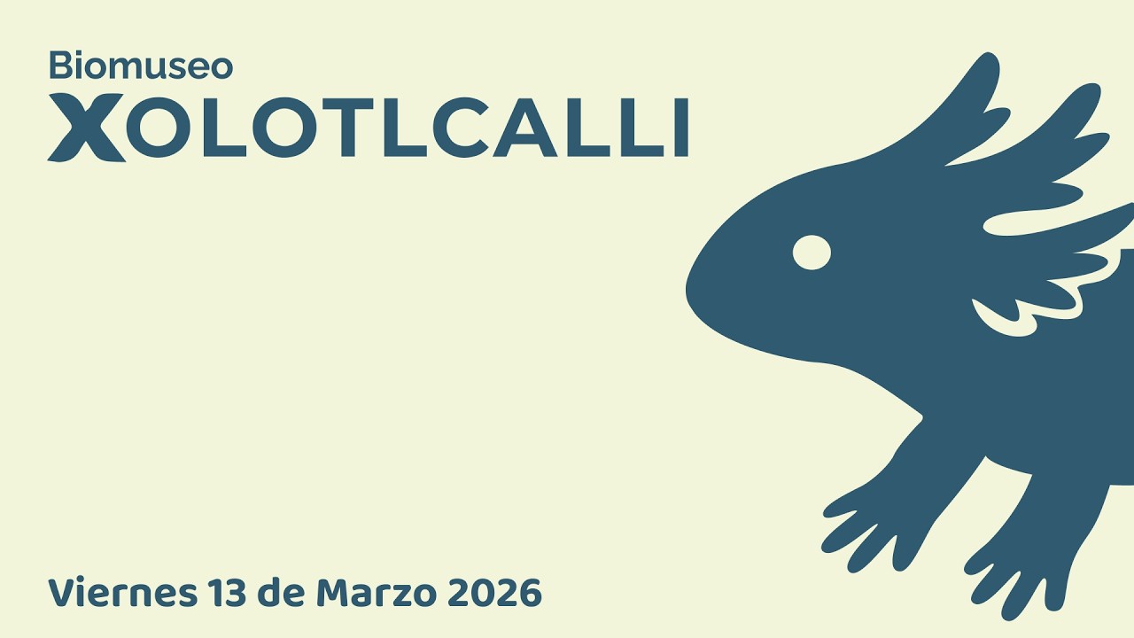 Ajolote Ambystoma Mexicanum, Andersoni y Dumerilii en BioMuseo Xolotlcalli (13  de Marzo de 2026)