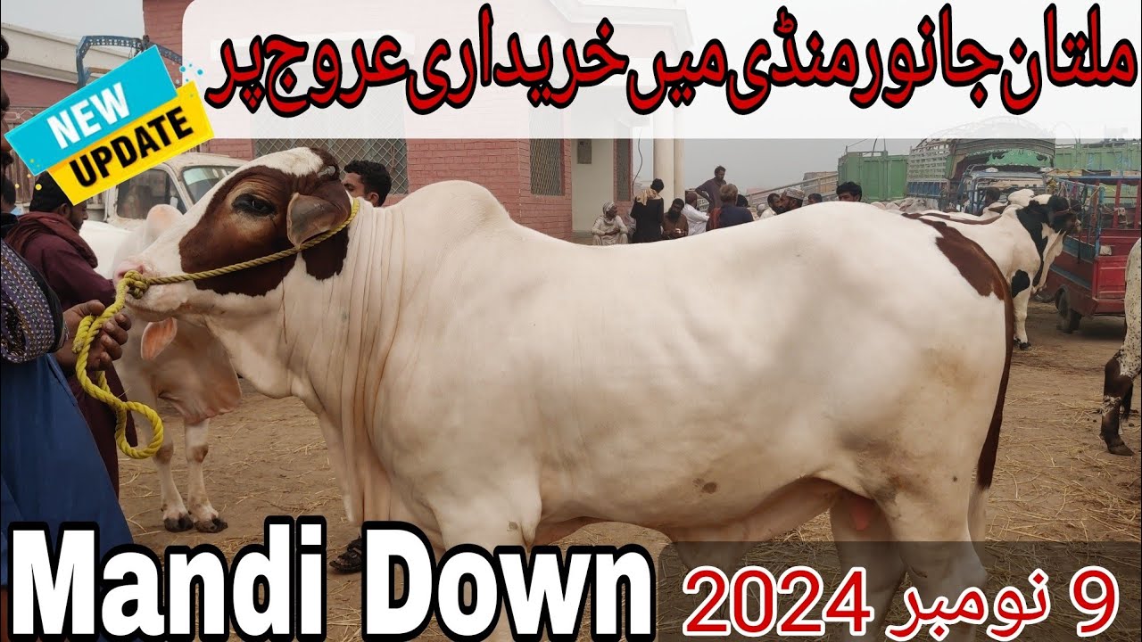 Multan Janwar Mandi Main Purchasing On Top | Mandi Down | 9-11-2024 